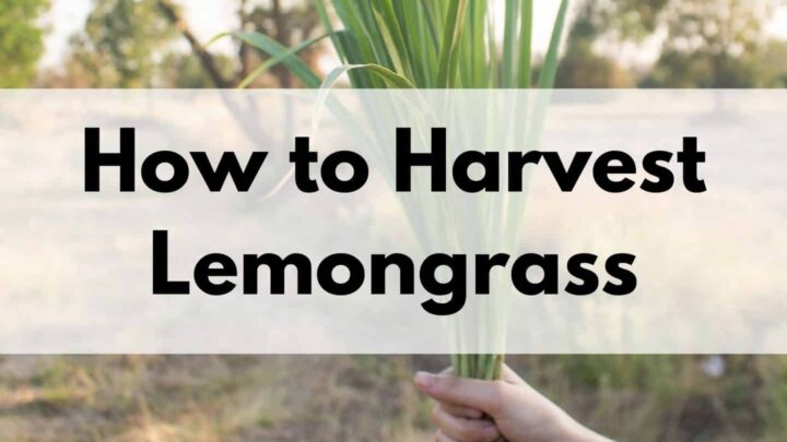 text overlay "how to harvest lemongrass" in the center of an image showing a woman's hand holding a clump of lemongrass with a field in the background