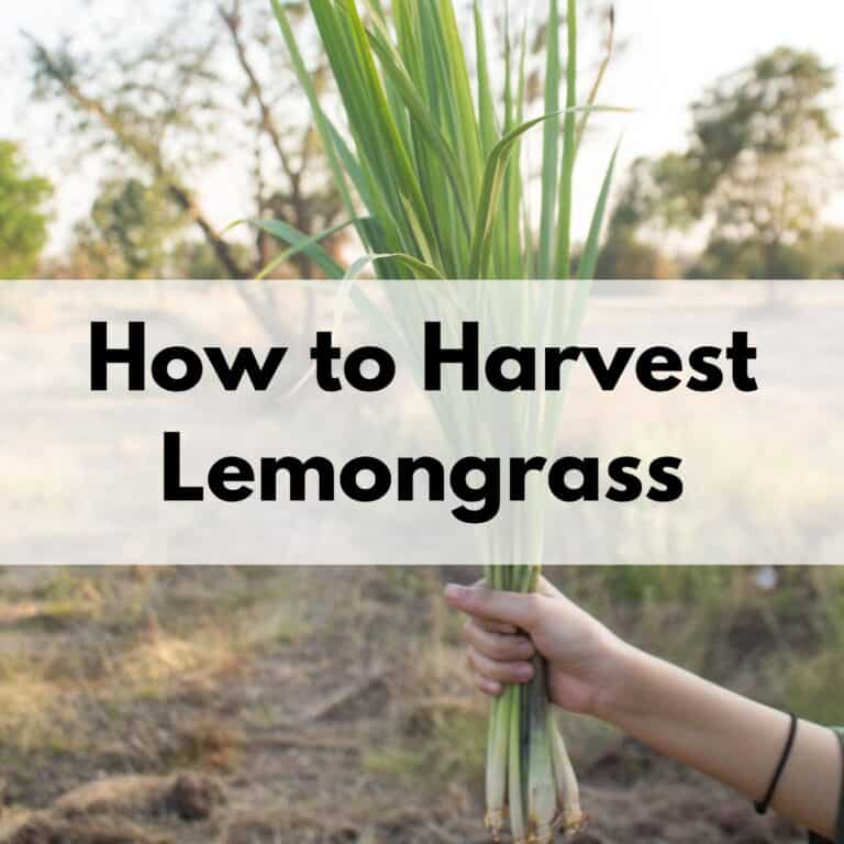text overlay "how to harvest lemongrass" in the center of an image showing a woman's hand holding a clump of lemongrass with a field in the background