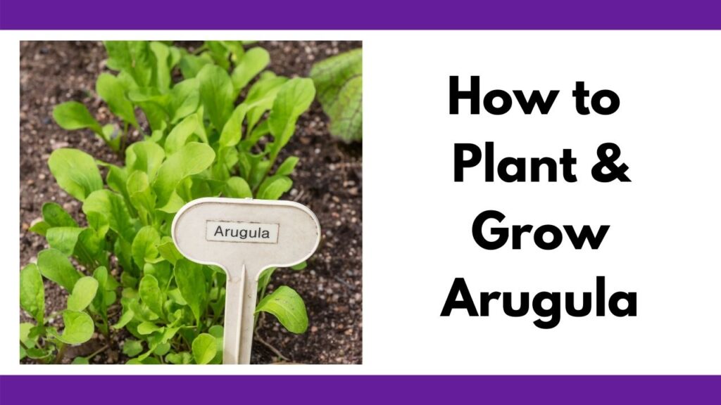 Text "How to plant and grow arugula" next to a picture of small arugula plants in a garden with a garden marker reading "arugula"