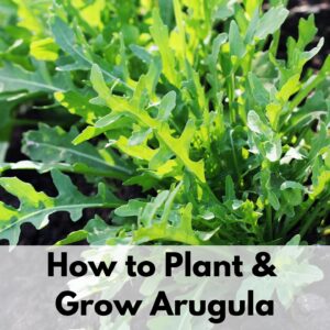 text overlay "how to plant & grow arugula" over the top of a growing wild arugula plant. It looks like a dandelion, but without yellow flowers