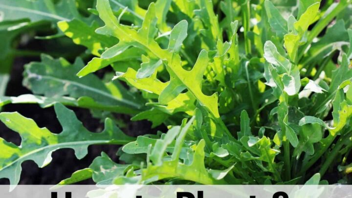 text overlay "how to plant & grow arugula" over the top of a growing wild arugula plant. It looks like a dandelion, but without yellow flowers