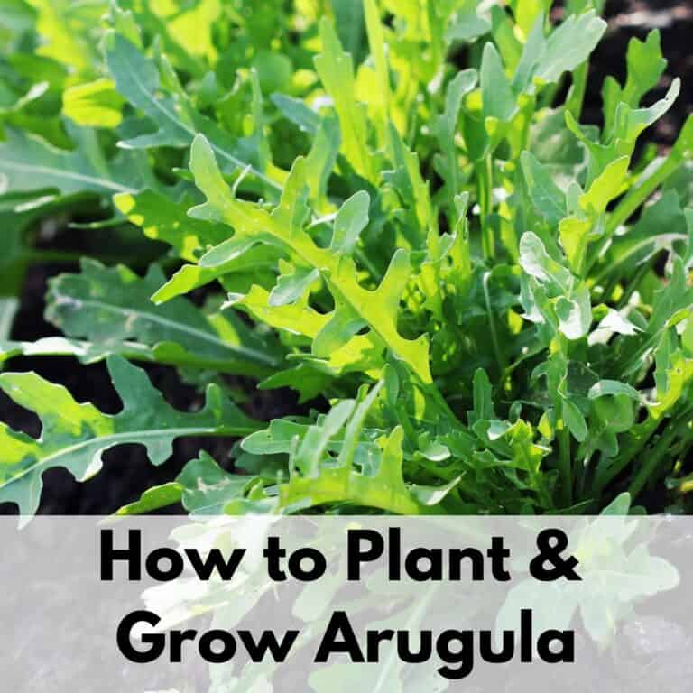 text overlay "how to plant & grow arugula" over the top of a growing wild arugula plant. It looks like a dandelion, but without yellow flowers