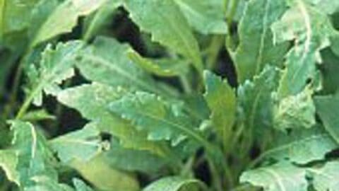 Image for Sylvetta Arugula