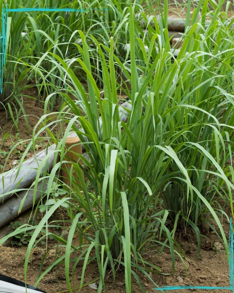 Lemongrass plants in rows in a raised bed made from two round pots placed on top of one another. Lemongrass is a large planted grass that grows in clumps several feet tall. 