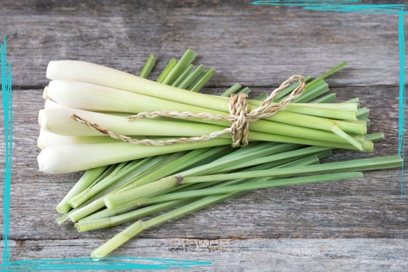 A close up of harvested and trimmed lemongrass on wood planks. The stalks have been stripped and are tied together with a piece of twine. The bundle of lemongrass stalks is lying on cut lemongrass leaves.