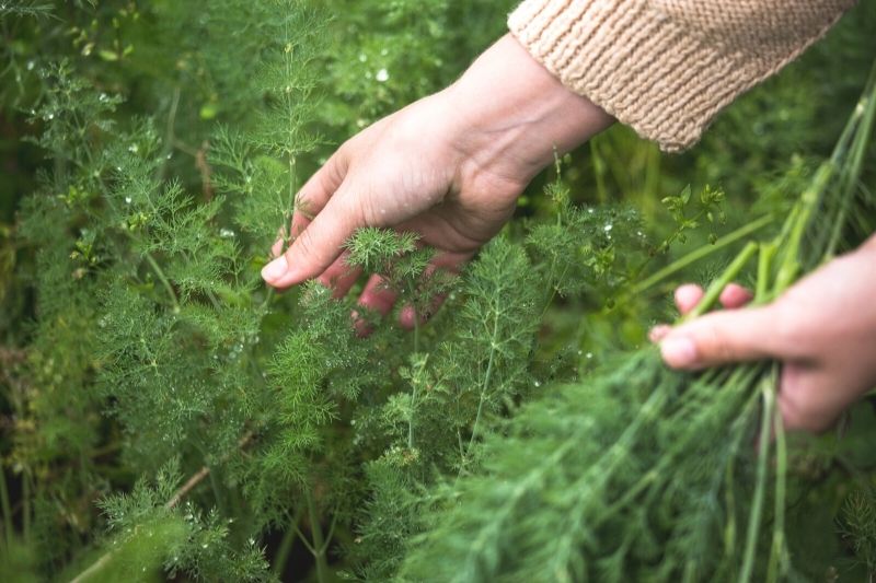 A close up image of a woman's hands picking feathery dill branches. You can see the knitted cuff of an off white seater on her right arm.