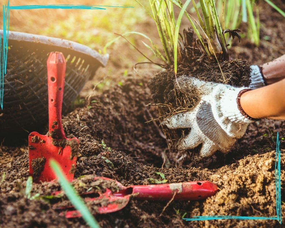 A close up of a woman's gloved hands transplanting a young lemongrass plant. A red hand rake and trowel are visible in the foreground.