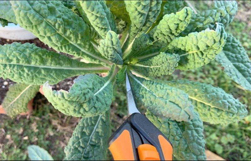 A pair of small garden snips pointing to the central bud of a kale plant indicating where NOT to cut if you want your kale to continue growing and producing a harvest.