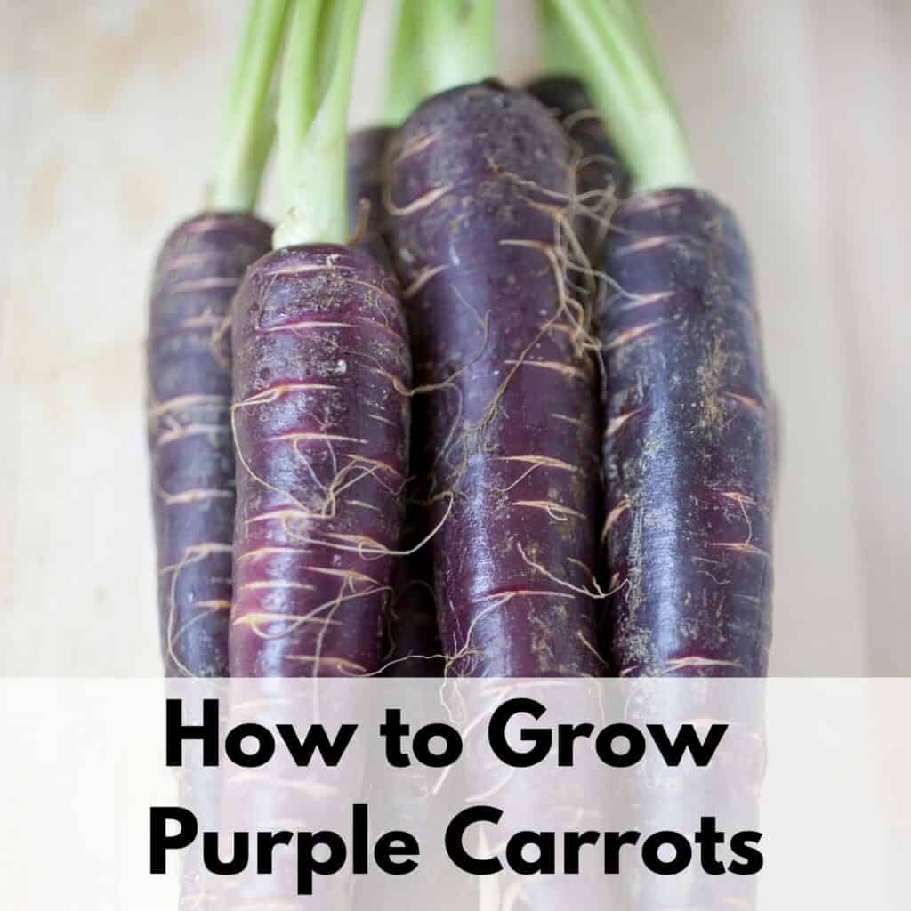 growing-purple-carrots-together-time-family