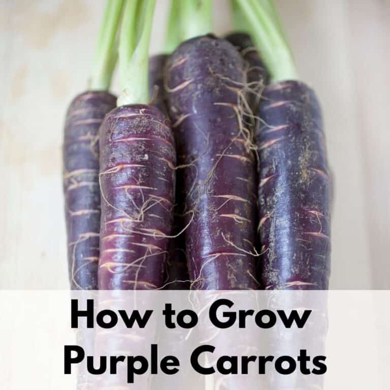 text overlay "how to grow purple carrots" over the top of a stack of purple carrots on a wood surface