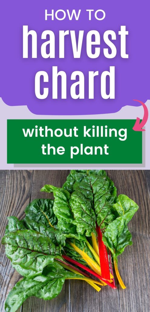 text "how to harvest chard without killing the plant" above a picture of small harvested chard leaves with yellow and red stems on a wood table