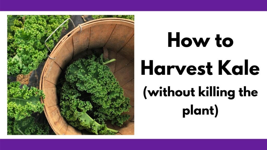 Text "how to harvest kale (without killing the plant)" next to a picture of a bushel basket with large curly kale leaves at the bottom