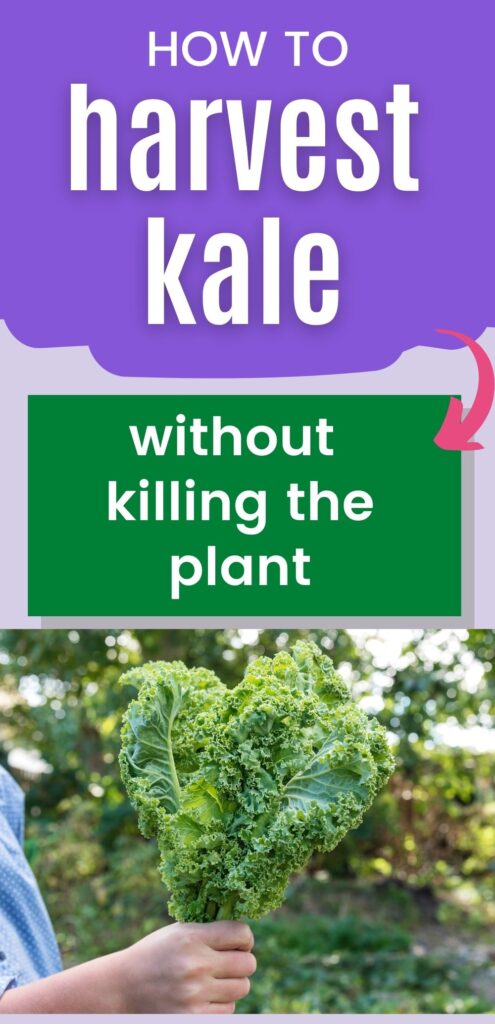 text "how to harvest kale without killing the plant" above a picture of a hand holding a bunch of freshly-picked kale