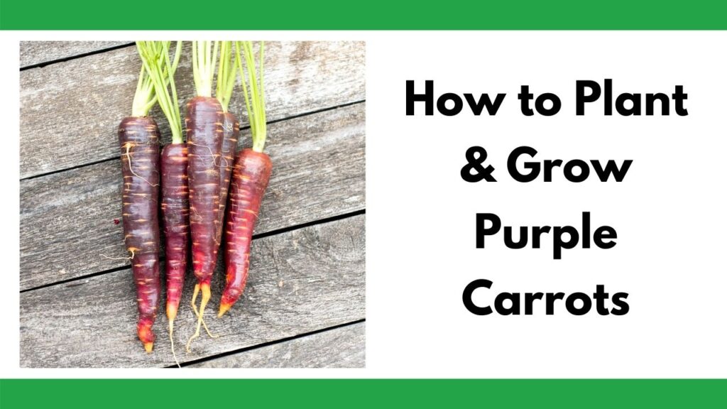 text "how to plant and grow purple carrots" on the right. On the left is an image of five purple carrots on a wood surface. 