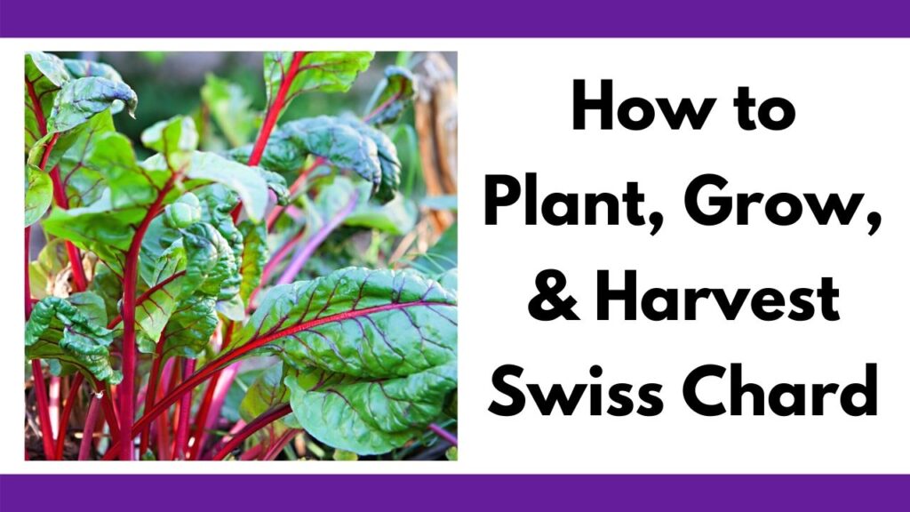 text "How to plant, grow, & Harvest Swiss Chard" next to a close up picture of young chard leaves growing. They have green leaves and red stems.