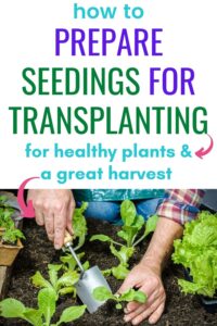 How to Prepare Seedlings for Transplanting - Together Time Family