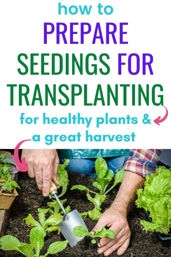 text "how to prepare seedlings for transplanting for healthy plants and a great harvest" above an image of a man's hands using a garden trowel to transplant a lettuce seedling