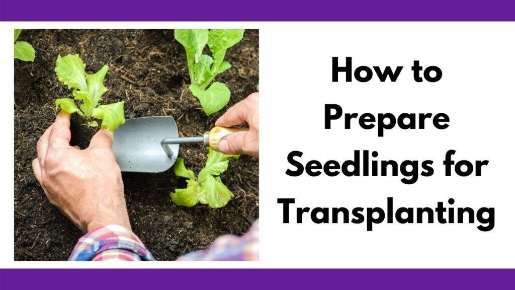 Text "how to prepare seedlings for transplanting" next to an image of a mans' hands lifting a young lettuce seedling with a garden trowel.