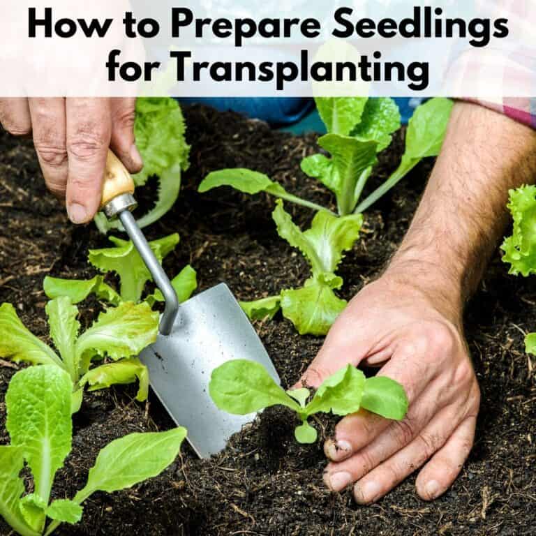 text overlay "how to prepare seedlings for transplanting" over an image of hands holding a trowel planting a young lettuce in the ground