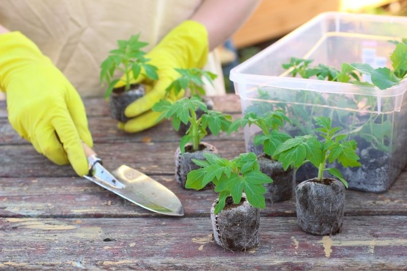 Gloved hands holding a garden trowel and a tomato seedling. Additional tomato seedlings are on a wood table with more visible in a clear plastic bin.