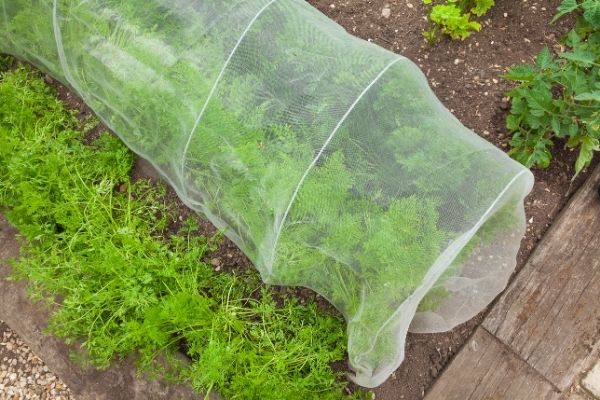 mesh row covers erected over a row of carrots growing in a garden.