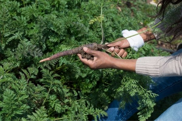 a woman's hands pulling a purple carrot from a bed of growing carrots