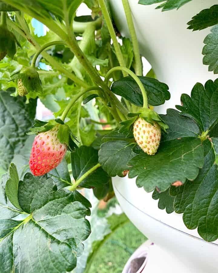 MustKnow Tips for Planting and Growing Strawberries for a