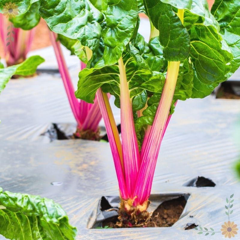 A close up of colorful swiss chard plants growing through plastic sheeting used as mulch. The plastic sheeting is taught with square holes for each colorful, red-stemmed chard plant