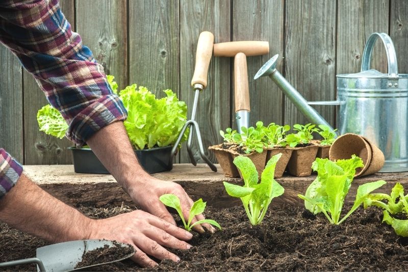 A man's hands firming the soil around a newly-planted lettuce seeding. Additional seedlings are visible with a watering can and garden tools in the background.