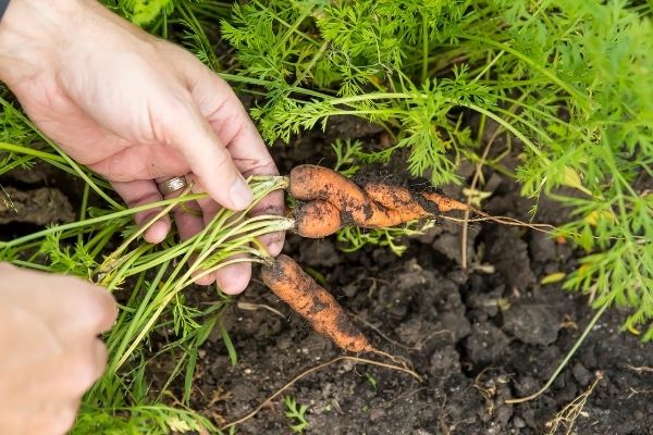 A person's hands holding a pair of freshly picked carrots. The carrots grew wrapped around one another. 