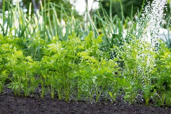 A close up of watering a row of carrots in the garden