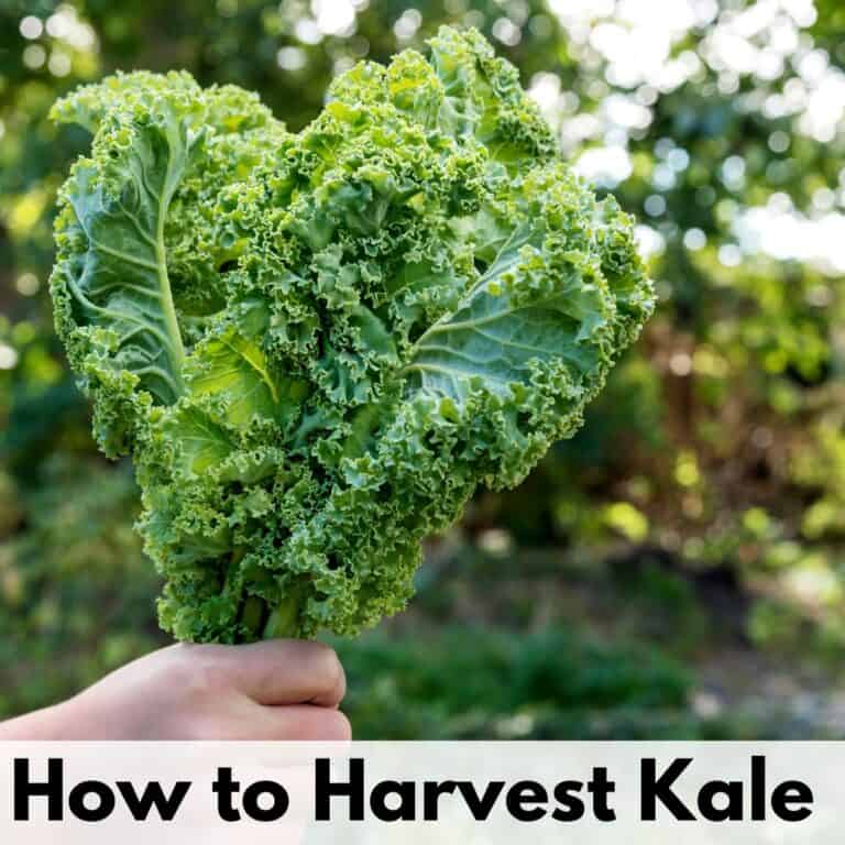 a picture of a hand holding a bunch of kale leaves. Below is the caption "how to harvest kale"