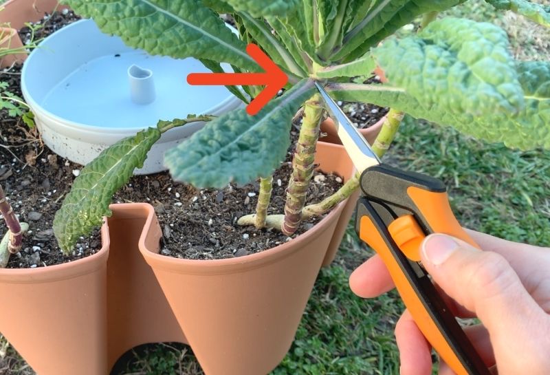 A pair of small garden snips being held up to the base of a kale leaf. A red arrow is pointing at the same spot where the leaf meets the stem indicating where to cut the leaf in order to harvest kale.