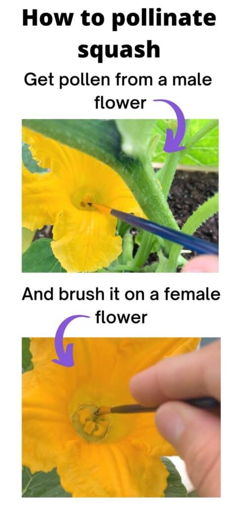 Text "how to pollinate squash - get pollen from the male flower" with an arrow pointing at a paintbrush gathering pollen from a mail blossom. Below is the text "and brush it on a female flower" with an arrow pointing at the same brush placing pollen on a female flower.
