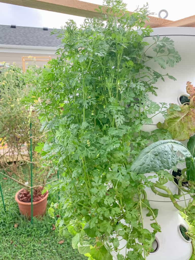 A very large cilantro plant growing hydroponically in a vertical, white hydroponic tower