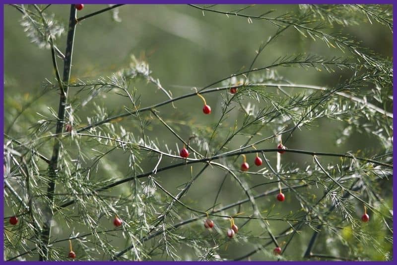 A female asparagus plant with fern-like foliage and red berries