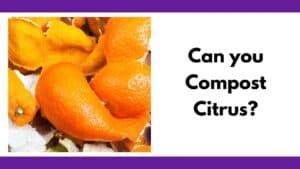 Text reads, "Can you compost citrus?" To the left of the text is a photo of orange peels on a pile of compost.