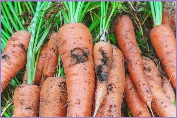 Freshly pulled carrots in the garden. Two carrots in front have been badly damaged by carrot rust flies and have jagged tunnels dug through them.