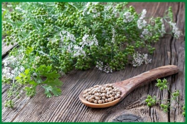 A wood spoon full of dry coriander seeds on a wood surface. Behind the spoon is a mass of green coriander seeds with a few white flowers and cilantro leaves. 