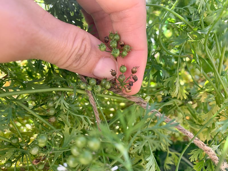 A close up of a thumb and index finger holding coriander seeds. About half of the seeds are still green, about half are brown. 