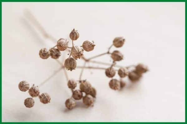 a close up of a bunch of dry, brown coriander seeds still on the stalk