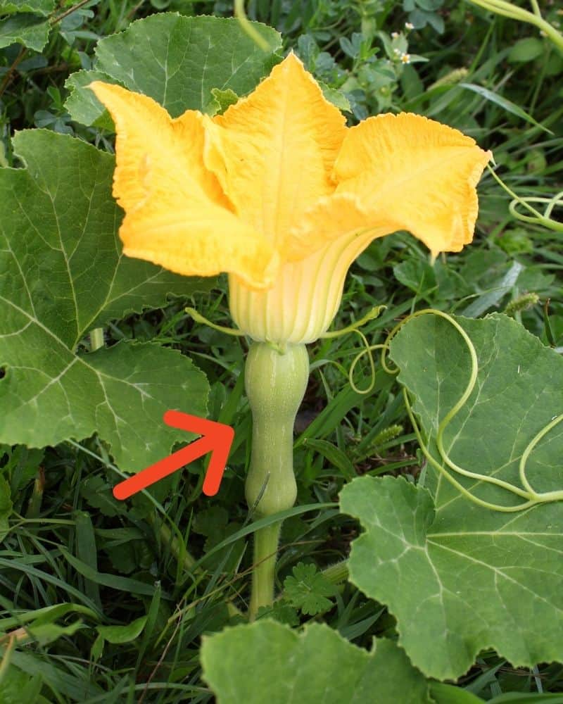 A close up of a female squash blossom with an arrow pointing at the small, immature fruit at the flower's base.