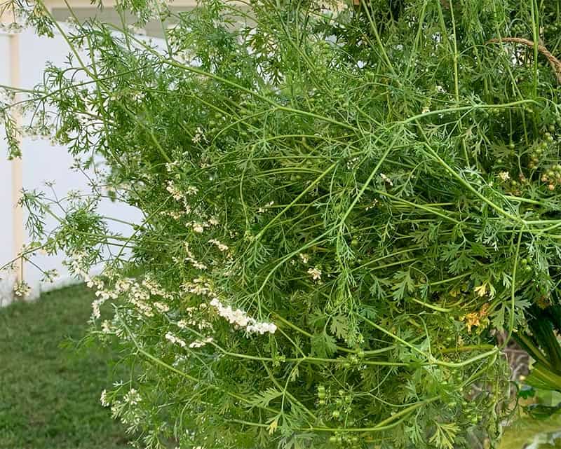 a large, flowering cilantro plant with small white flowers