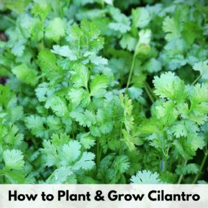 a close up of growing cilantro with the text overlay "how to plant and grow cilantro"