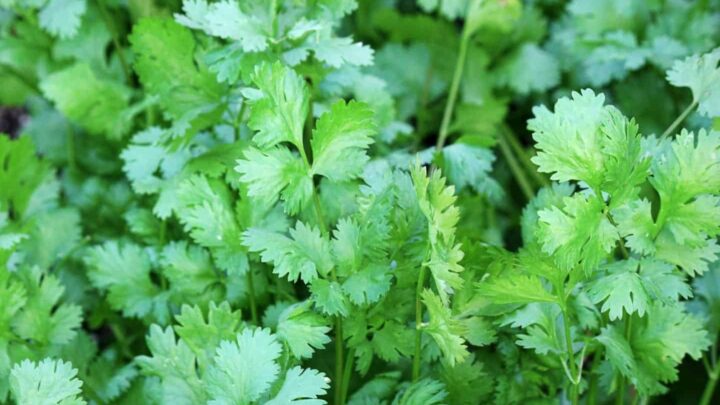 a close up of growing cilantro with the text overlay "how to plant and grow cilantro"