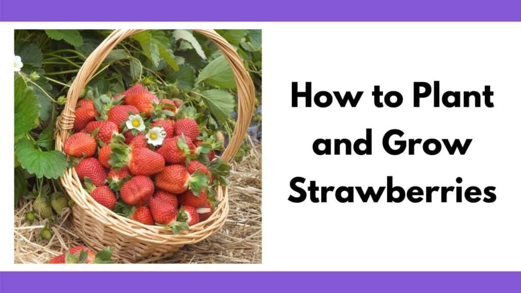 Text "how to plant and grow strawberries" on the right. On the left is an image of a basket with a handle full of strawberries and blossoms. The basket is on the ground next to flowering strawberry plants. 