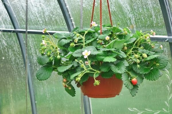 A hanging basket of strawberries in a greenhouse. The plants have both ripe fruits, green fruits, and open blossoms. 