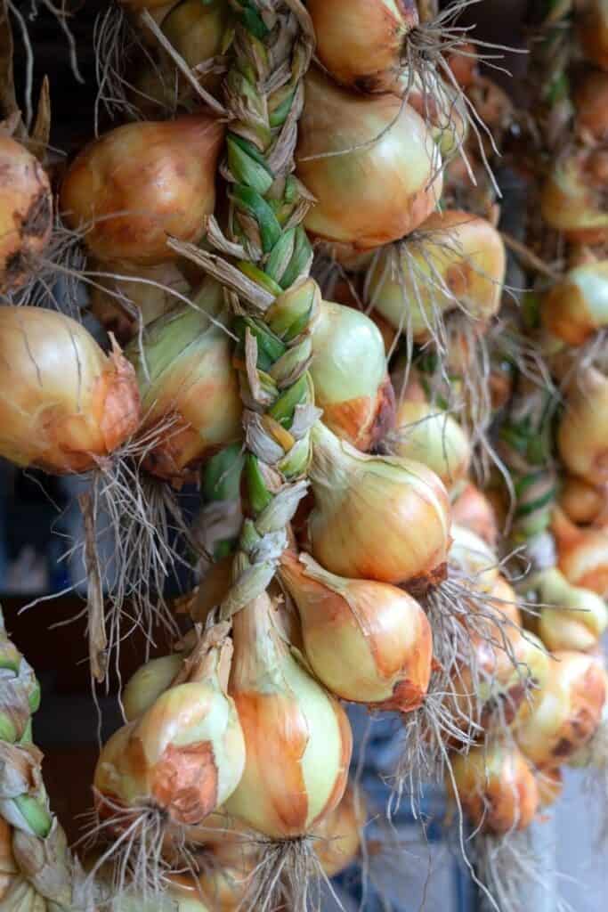 An image of braids of hanging onions