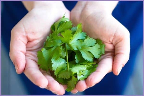 A close up of a woman's cupped hands holding cut cilantro leaves