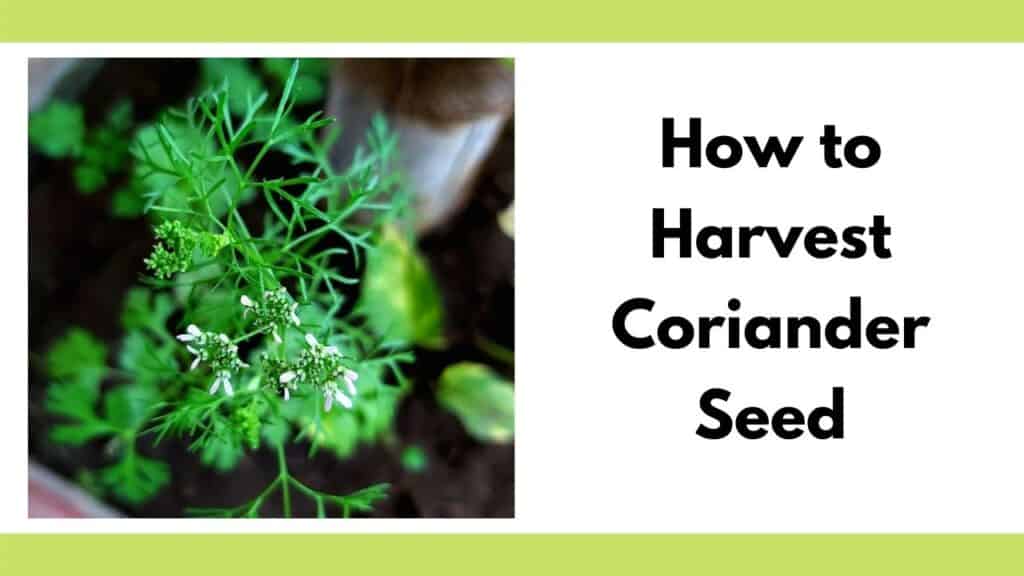 Text "how to harvest coriander seed" to the right of a close up image of a flowering cilantro plant. The flowers are small, white, and feathery.